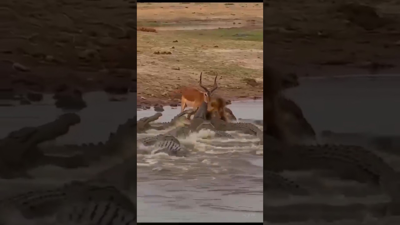 that's exactly what the lion deserves 😂😂😂😂😂 #subscribe