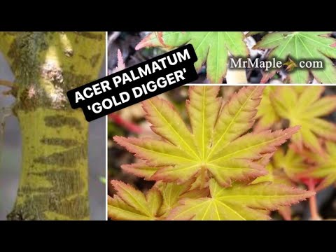 GOLD DIGGER JAPANESE MAPLE