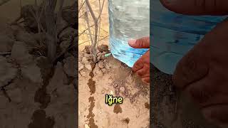 Bu Adam Çölü Ormana Çevirmeye Kararlı❗🤔 Resimi