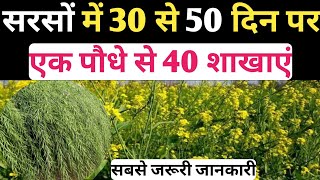 सरसो में 30 से 50 दिन पर क्या डाले जिससे एक पौधे से 40 शाखाएं बन जाए और उत्पादन निकले 8 कुंटल/बीघा