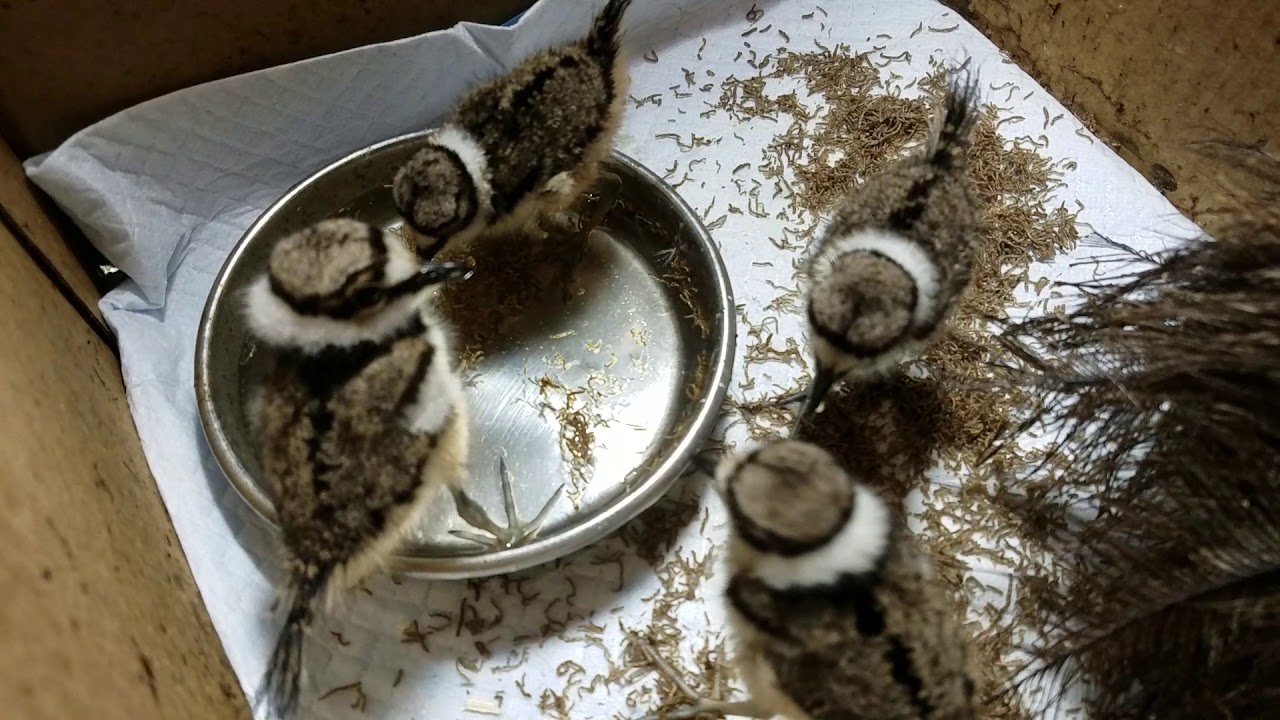 upload image killdeer 5 10 18