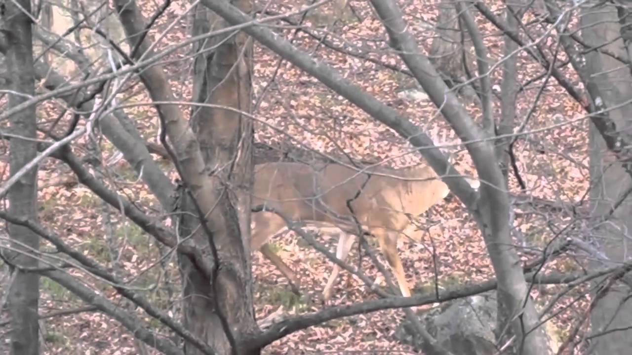 Bow Hunting In Central Wisconsin YouTube bow-hunting-in-central-wisconsin-youtube