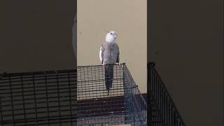 cockatiels nature whistling #birds #cockatiel #viral #cockatielscraze #ytshorts #fypシ #parrot