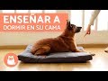 Enseñar a mi PERRO a dormir en su CAMA