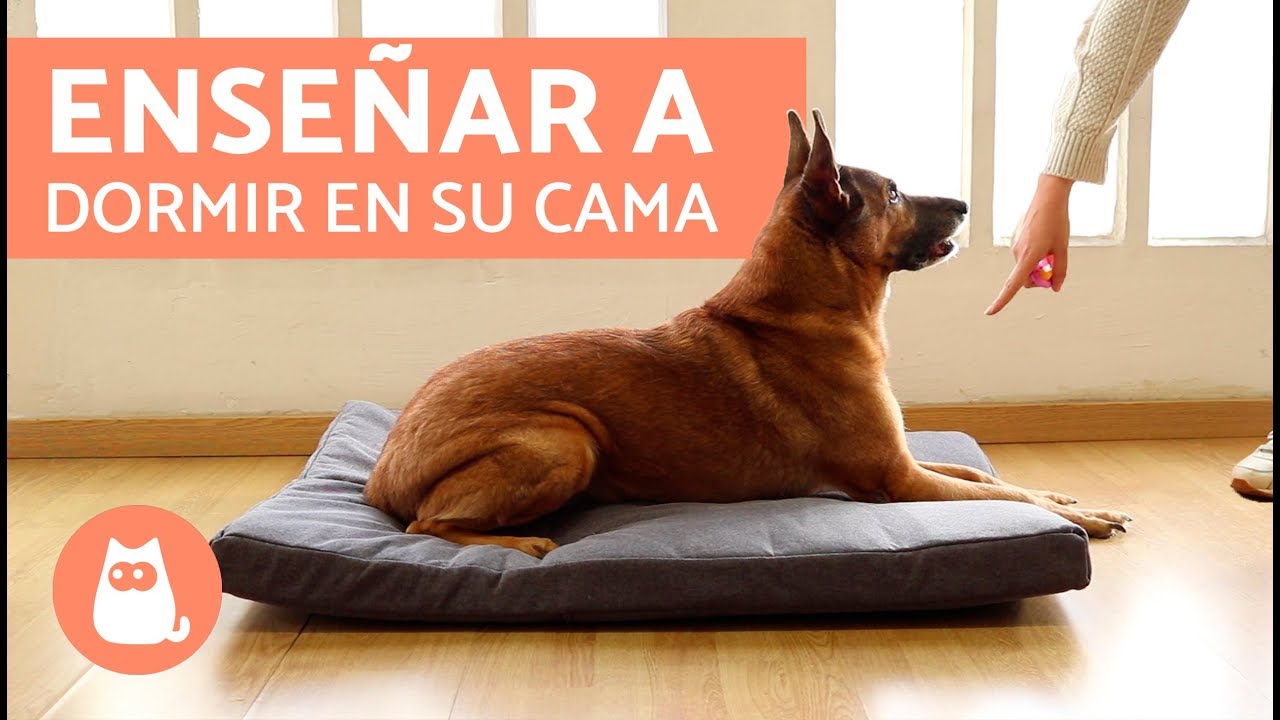 Enseñar a PERRO a en su CAMA - YouTube