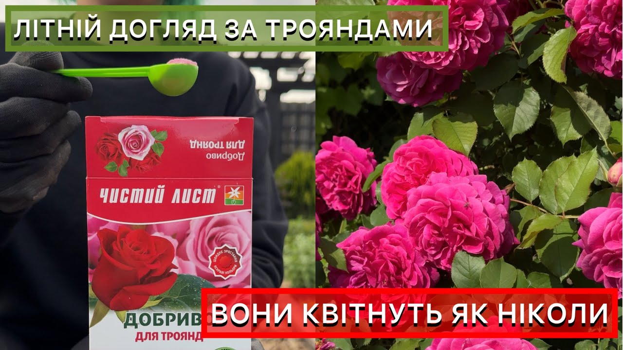 Роза английская Зе Леди Гарденер (The Lady Gardener) - купить с