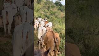 Troca De Pasto Com Muita Calma. #gado #agro #vacas #pastos #fazenda #nelore #senepol  #tricross