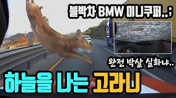 4952회. BMW 미니쿠퍼 위에 고라니가 떨어져 차가 박살났어요