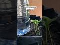 easy way to water plants #tricks #tutorial