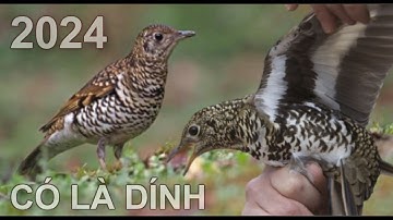 Tiếng Sáo Đất Lớn Bẫy Lưới Đêm Chim Di Cư 2025 , Bẫy Chim Sáo Đất Lớn Kinh Tế Cạnh Tranh -