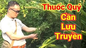 Cây Thòng Bong, Hải Kim Sa chữa bệnh gì - Công dụng và cách dùng cây Thòng Bong, Hải Kim Sa ...