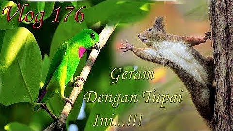 Menjebak SERINDIT diganggu Tupai Borneo _ Vlog 176