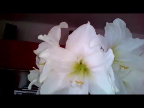 video phone beyonce mp3 Amarylis