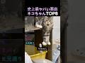 史上最ヤバい悪戯ネコちゃんTOP8