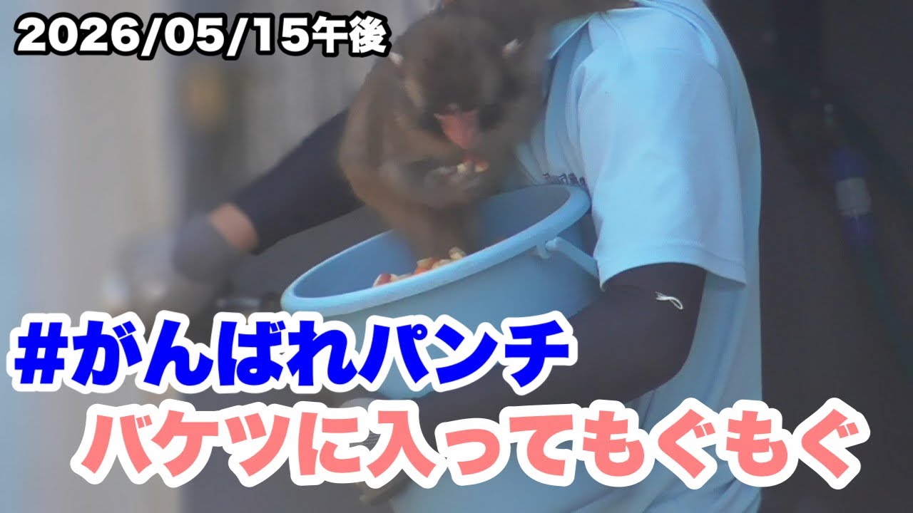 5/15午後 パンチくん、バケツに入っておやつをもぐもぐ（Punch-kun is