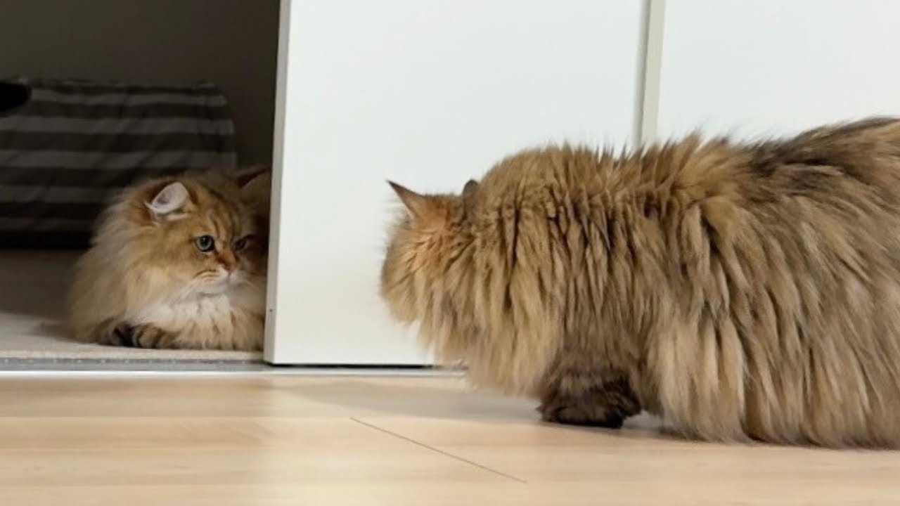 【勝てない喧嘩はしない...】ちょっかい出す相手は、ちゃんと選ぶ猫w