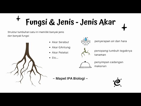 Penegertian, Jenis dan Fungsi Akar pada Tumbuhan Materi IPA Biologi Struktur dan Fungsi Tumbuhan