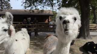 Bean It Like You Mean It Beans Song, By The String Beans