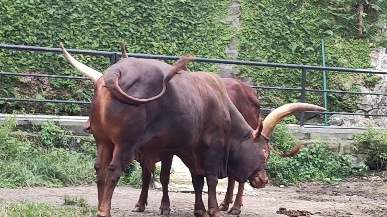 #kebun binatang #hewan lucu banget - YouTube