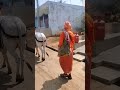 వీరికి ఆ బసవన్నే బ్రతుకు తెరువు!