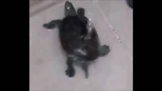 cute little turtle dances to some weird japanese music in the shower