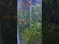 Guppy Setup✨✨#viral#ytshorts#trendingsongs#aquarium #guppyfishseyup
