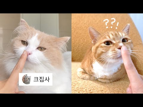 옆동네 고양이 <strong>10마리</strong> 냄새 묻히고 왔더니