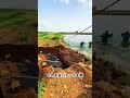 養殖池排水作業! 重機の連携技術! #重機 #建設機械 #土木工事 #作業現場 #施工技術