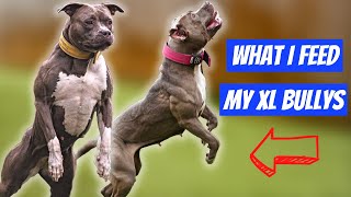 What I Feed My Dogs: Raw Feeding My American Bully's | EP. 8