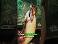 Biggest Snake &amp; Bear EVER! Prehistoric Giants Revealed! #shorts