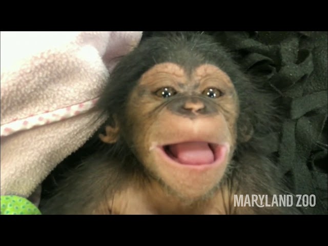 Vídeo de mãe chimpanzé abraçando filhote pela primeira vez emociona