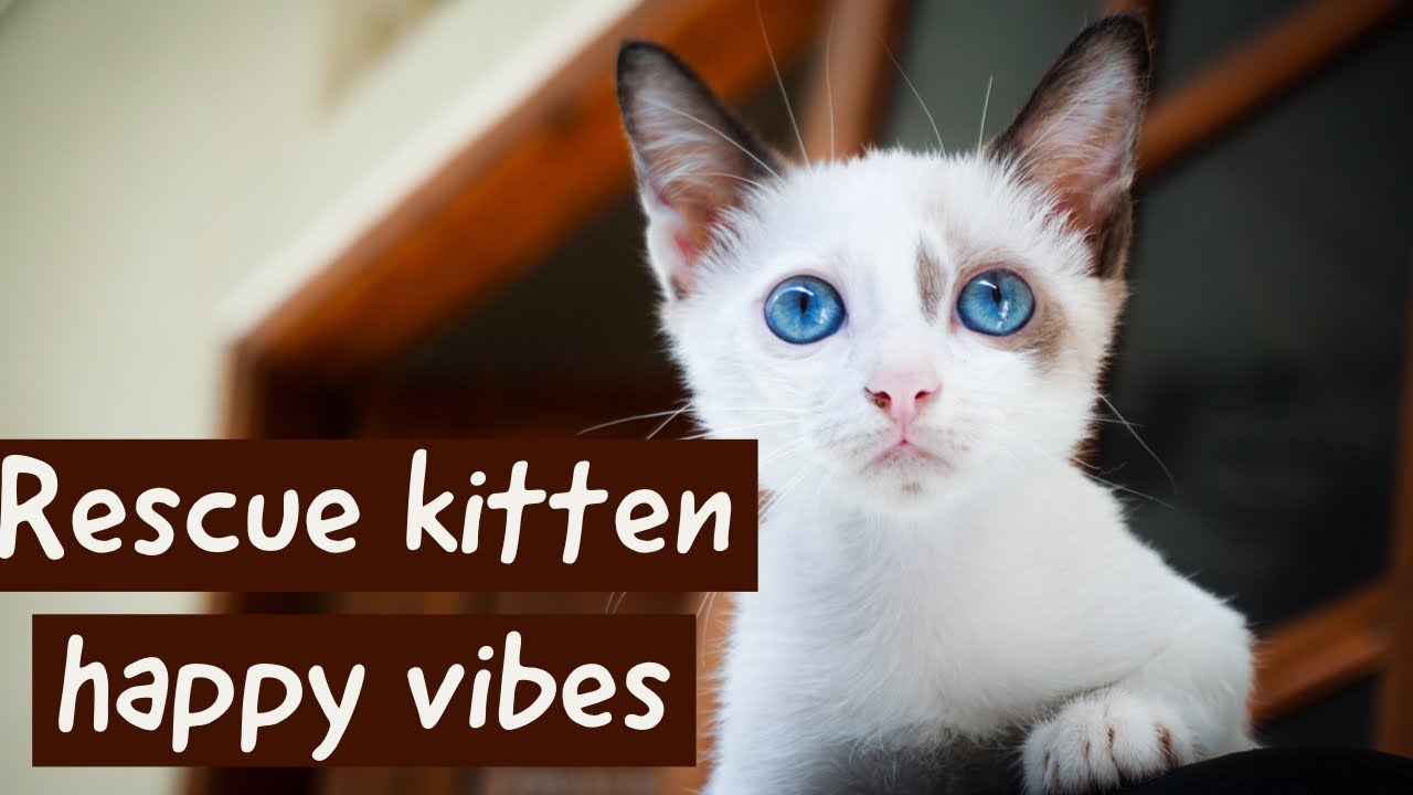 Rescue cat having milk feeding/happy/kitten /baby cat /milk baby/cat