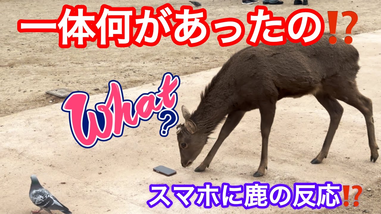 一体何があったの⁉️スマホに鹿の反応⁉️NARA  PARK