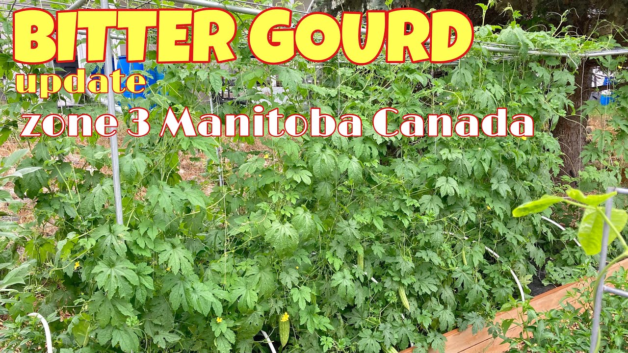Bitter gourd (ampalaya) update Life in the garden zone 3 Manitoba Canada YouTube