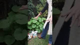 Celebrity Biodegradable Compost. Recycling At Home Part II. Profile