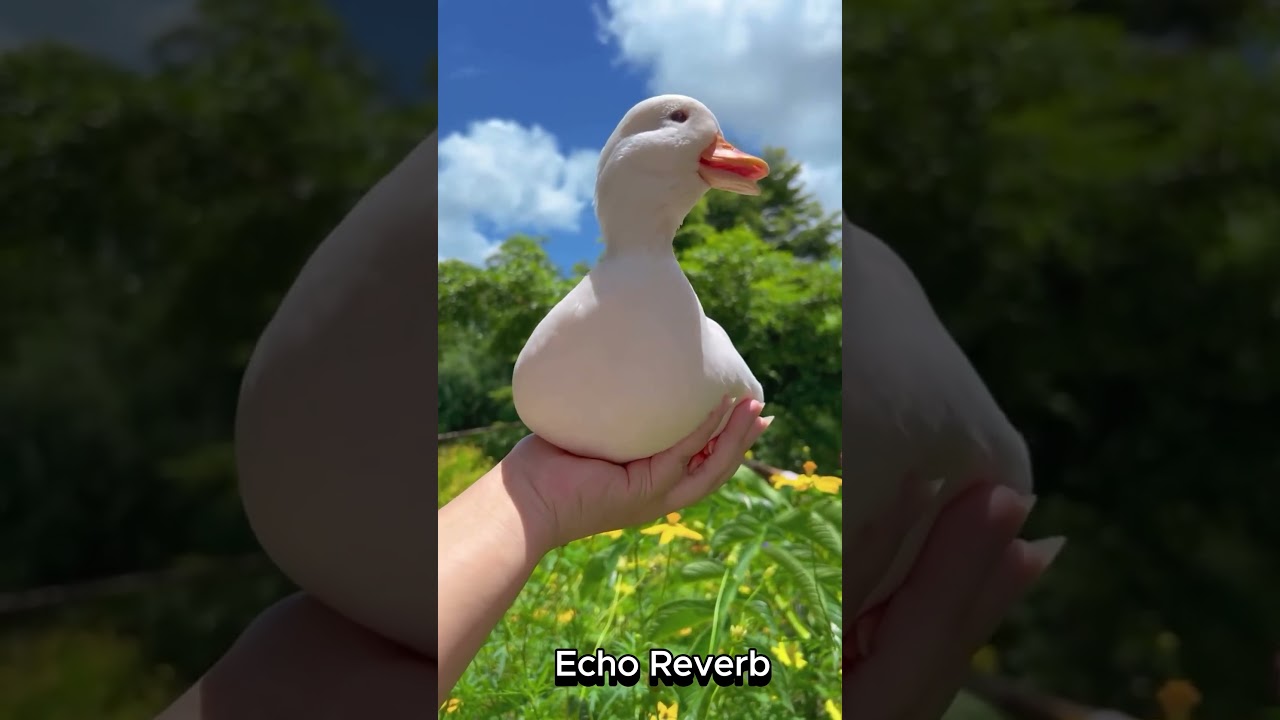 Adorable White Duck Quacking Sweetly!