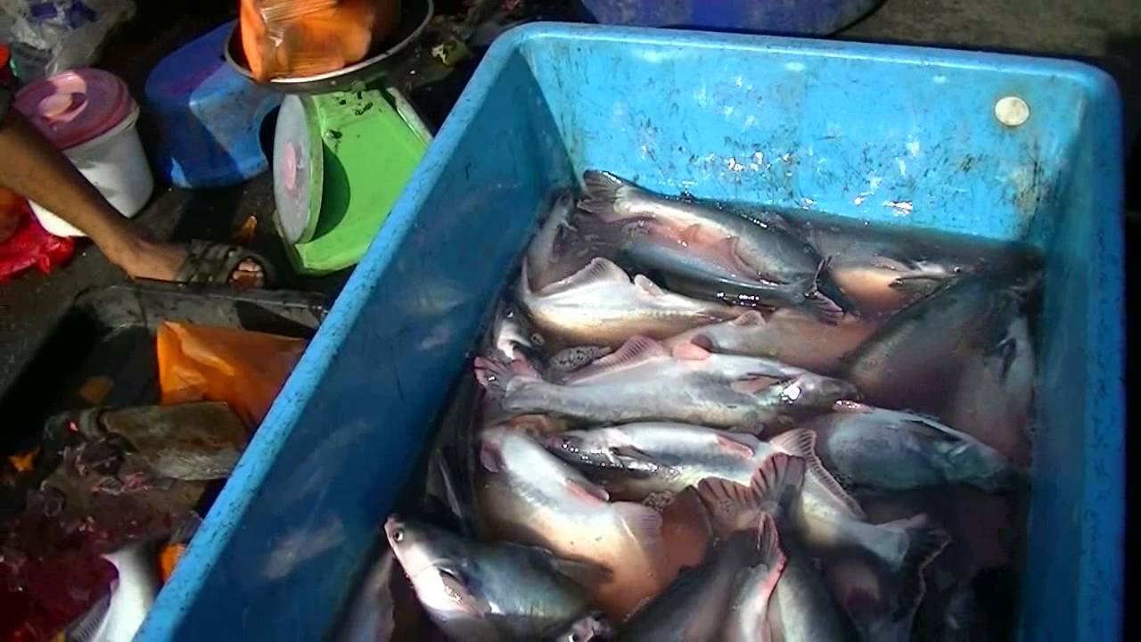 22June 2013 ikan Patin sangkar Temerloh , Pahang 