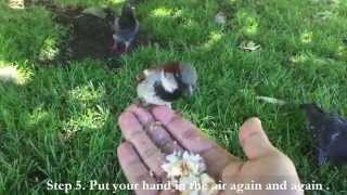 5 Steps Show You How To Attract Wild House Sparrow Come Over On Your Hand(Video Filmed By Yang Edwin