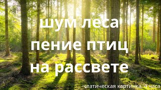 Рассвет В Лесу, Звуки Природы/Dawn In The Forest, Sounds Of Nature