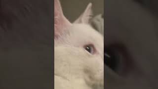 hedef yüz abone abone olurmusunp