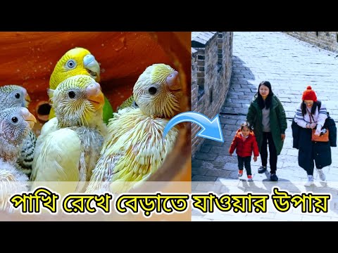 ভিডিও: খরগোশের বিশ্বাস অর্জনের 3 উপায়