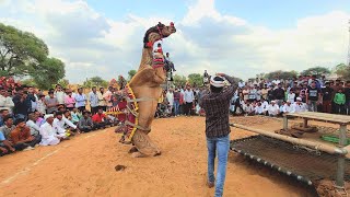 ऊँट का ऐसा डांस राजस्थान मे पहली बार,खरगोश डांस||camel dance||Rajasthan dj song#viral #camel #dance