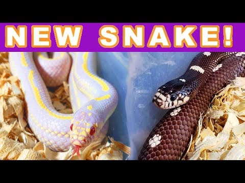 Video: California Kingsnake - Lampropeltis Californiae Tsiaj Noj Reptile Hypoallergenic, Noj Qab Haus Huv Thiab Lub Neej