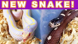 Today i talk about our new california kingsnake! also reveal dotted
cal king's name! will go over quarantine and cali king setups. check
out podc...