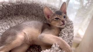 Meet your Blue Abyssinian kitten