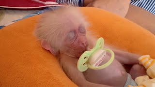 Dad found many ways to cure baby monkey Kyo's thumb sucking habit