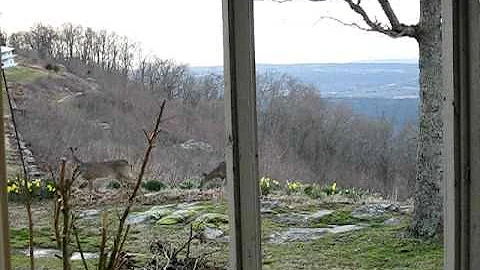 Arkansas Deer at Summit House on Mt Nebo