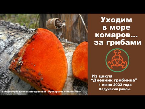 Уходим в море комаров. за грибами. Дневник грибника 1 июня 2022 года.