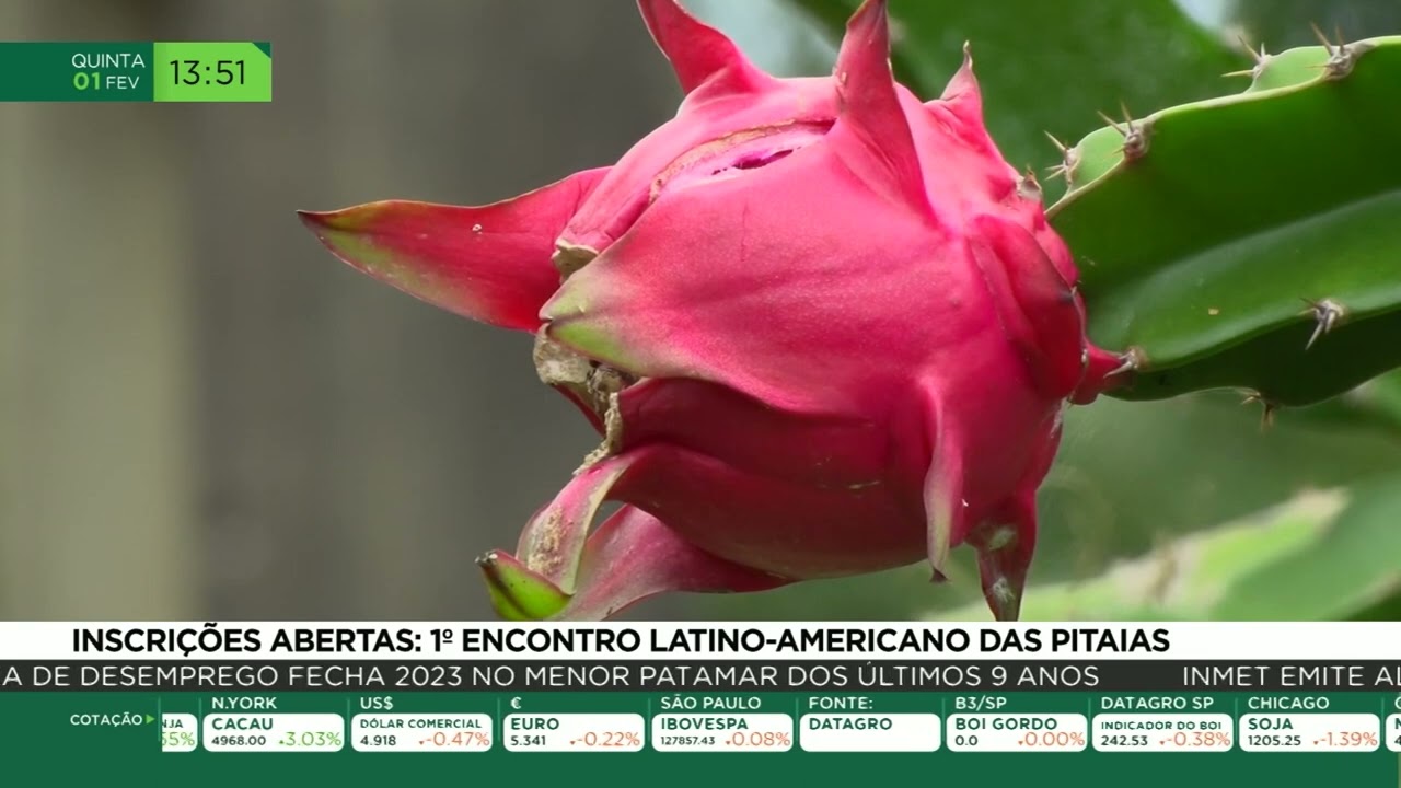 Inscrições abertas: 1º encontro latino-americano das pitaias