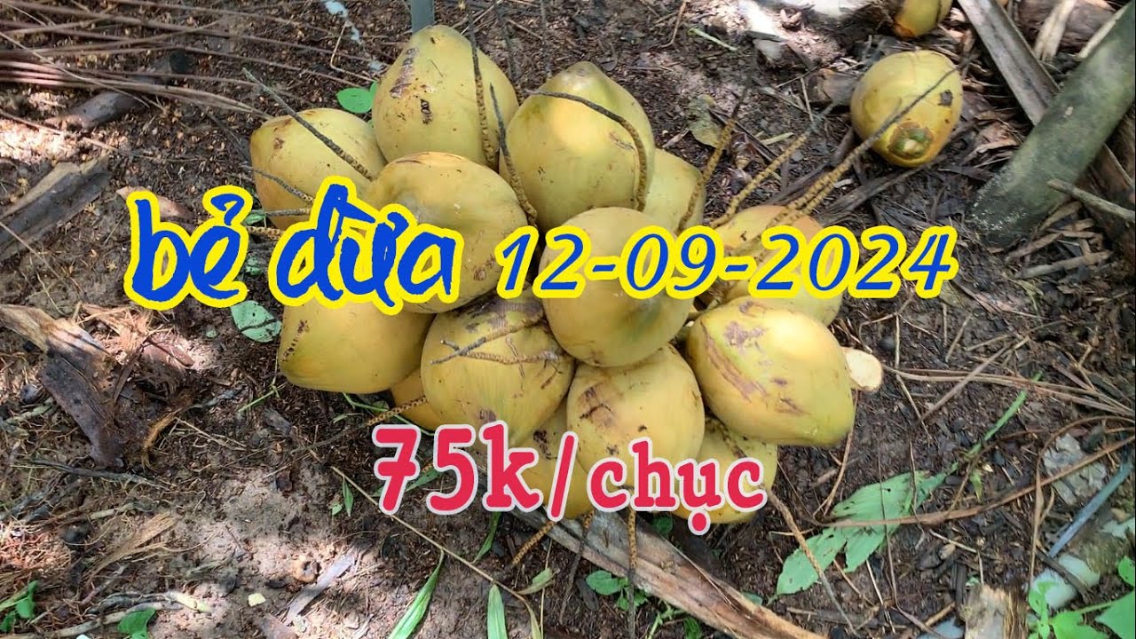 Công ty Mekong bẻ dừa xiêm đỏ ngày 12-09-2024:  75k/1 chục. Đợt giống xiêm xanh cuối cùng của năm.